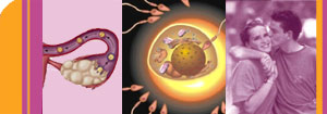 Etapa Salud Reproductiva